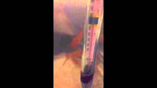 Control Group Goldfish