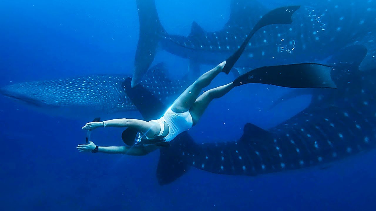 Catch a captivating glimpse of Lila Whale Shark Watching.