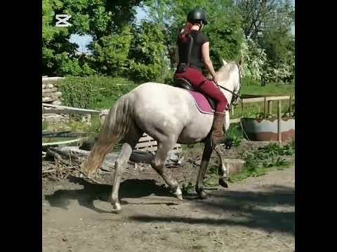 Over-Height Performance Bred Connemara mare,15.1 h - Image 2