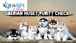 Siberian husky purity check in Telugu...
