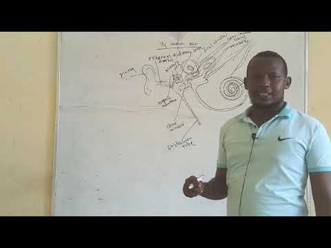 The human ear structure and function