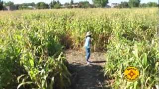 preview picture of video 'MAIZE MAZE Rio Grande Community Farm Annual Maize Maze'