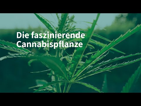 Die grüne Revolution: die faszinierende Cannabis Pflanze