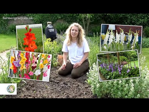 download lagu mp3 mp4 Growing Gladiolus Bulbs, download lagu Growing Gladiolus Bulbs gratis, unduh video klip Growing Gladiolus Bulbs
