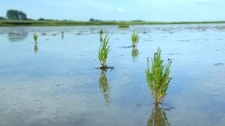 preview picture of video 'Wattwanderung Nordsee | Husum | Husumer Bucht'