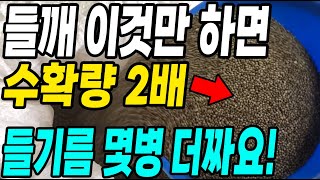 들깨 이것만 하면 수확량 2배! 이 방법으로 들기름 몇병 더 짜요! 이렇게 하면 대박!