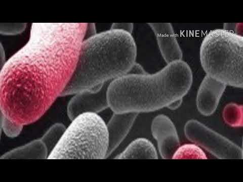 STRUCTURE OF BACTERIA BY PHANINDRA GUPTHA