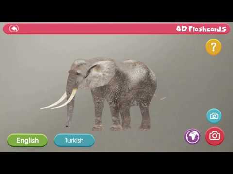 4D Flashcards