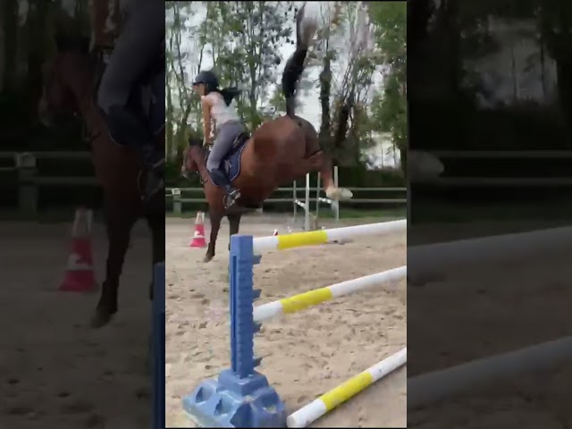 Castrone PFS Pony Francese da Sella In vendita 2019 Sauro