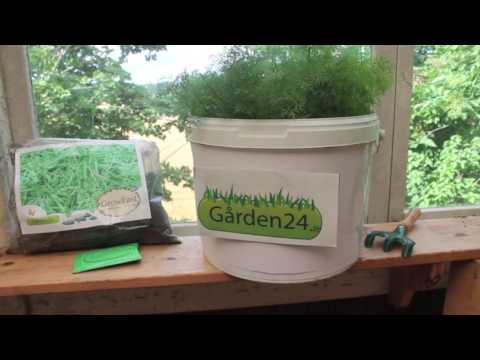 Så dill med GrowFast - Gården24 visar hur man odlar i hink eller kruka