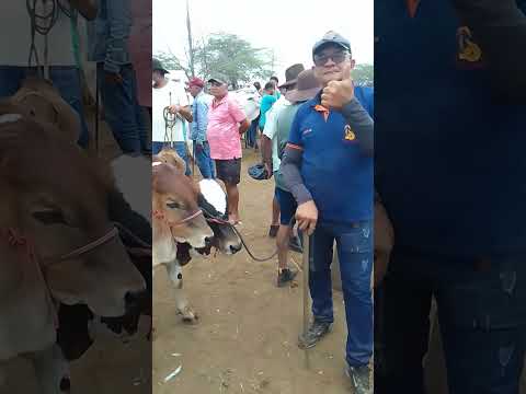 Preço do Bezerra na feira de gado de tabira pe