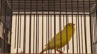 Download lagu The Mesmerizing Song of the Waterslager Canary: Nature’s Melodic Beauty  mp3