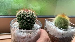 サボテンの水やりをします