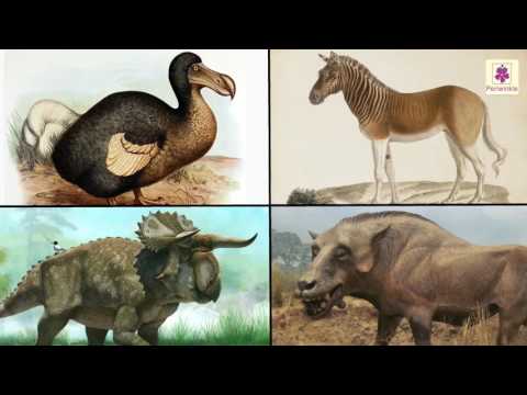 download lagu mp3 mp4 Periwinkle Animal, download lagu Periwinkle Animal gratis, unduh video klip Periwinkle Animal