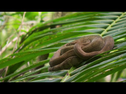 Cruise Ferreira och Mattias Pettersson hittar en vacker boaorm i djungeln – Robinson (TV4)