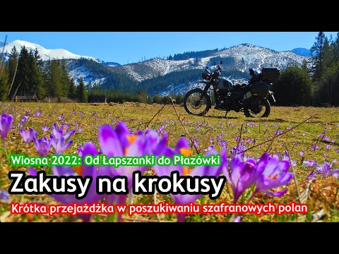 Zakusy na krokusy. Wiosna 2022. Łapszanka - Płazówka | Pętla krokusowa | Trasa 9 | MotoPodhale.info