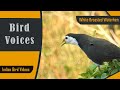 SOUND of White Breasted Waterhen [Bird calls] [Indian birds] #bird_calls