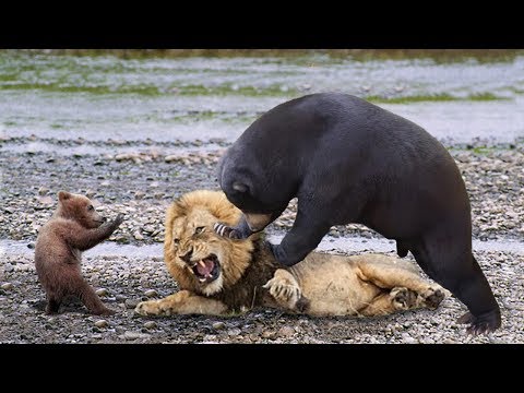 image-Can a bear kill a lion?