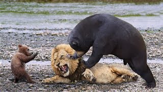 BIG MISTAKE LION STEAL BABY BEAR - Mother Bear Save Her Baby From Lion