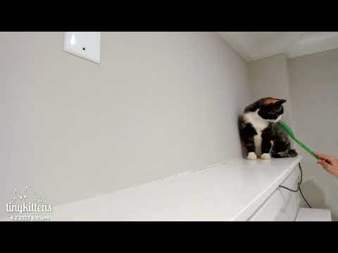 Crusty feral cat gets brushed for the first time, and it is AMAZING!