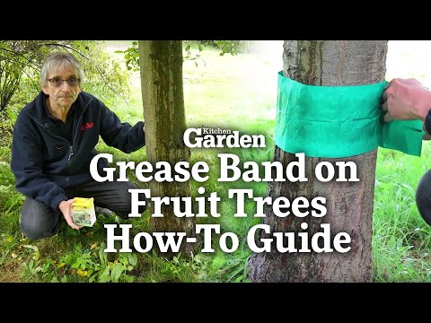 Grease Band on Fruit Trees | How-To Guide | Kitchen Garden Magazine |