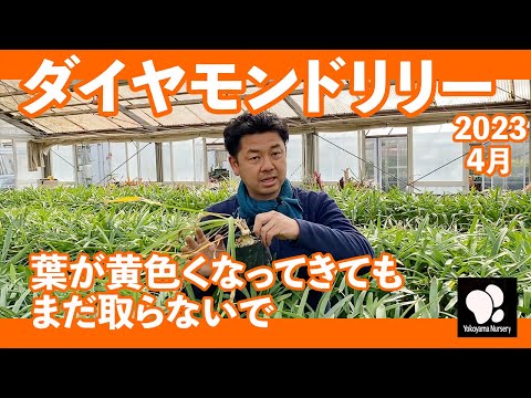 園芸 ガーンジーリリー、ネリネ