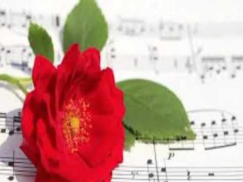 Various types of Rose flowers.....