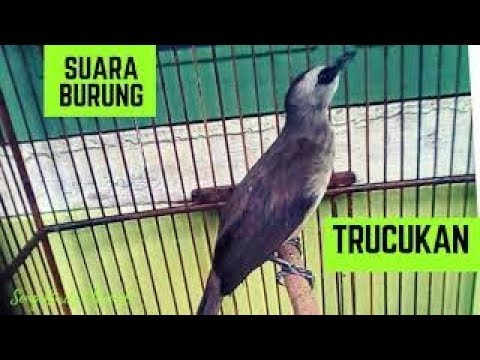 download lagu mp3 mp4 Burung Masteran Yang Cocok Untuk Trucukan, download lagu Burung Masteran Yang Cocok Untuk Trucukan gratis, unduh video klip Burung Masteran Yang Cocok Untuk Trucukan