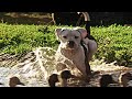 Homeward Bound The Incredible Journey 1993 Chan Playing Scene தமிழ் TAMIL