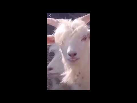 Beat Instrumental | Rapper Lè Nhè Roberto - Prod ( 1 billion )