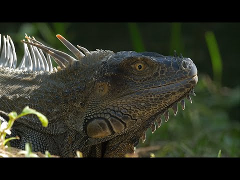 A Day in the Wild Heart of Costa Rica - 4K film
