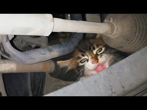Kitten Stuck Under A Car Meows For Help
