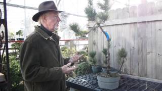preview picture of video 'Plant City Bonsai   February 2015'