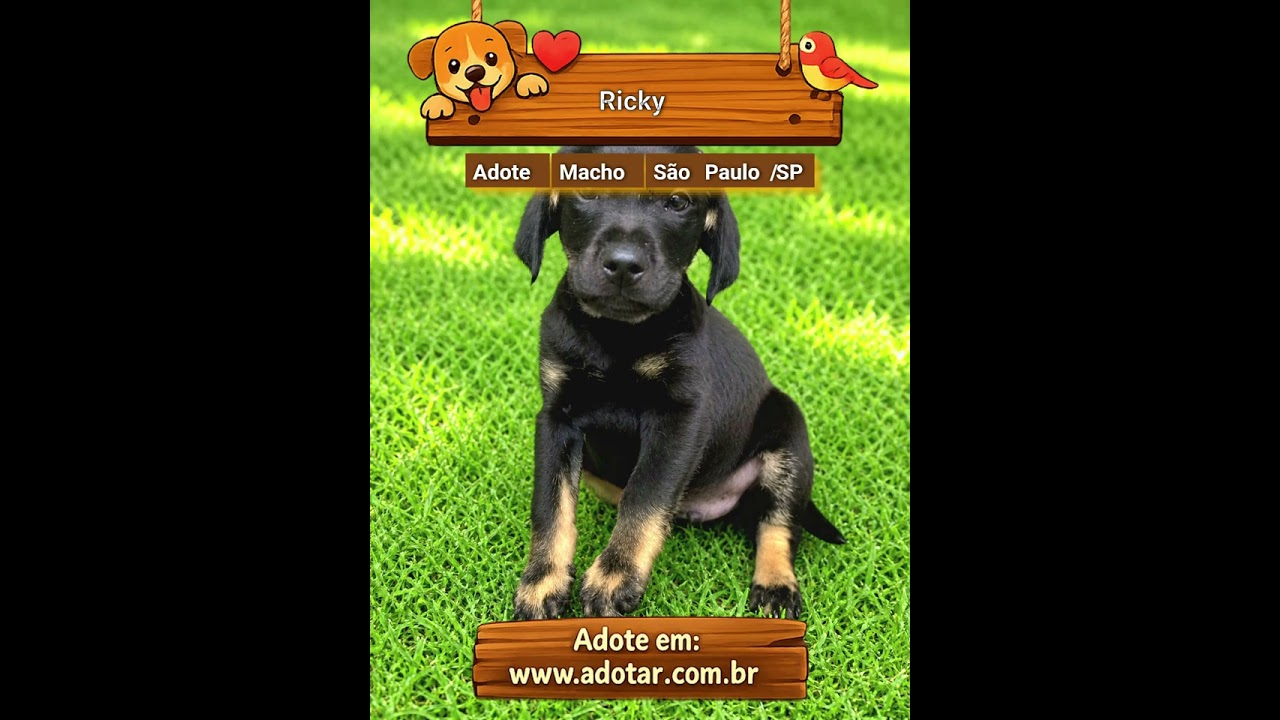 Cachorro raça SRD-ViraLata idade 2 a 6 meses nome Ricky