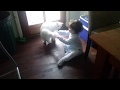 Cat Scratches One Year Old Baby