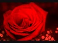 Scarlet Rose 