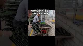 네덜란드의 흔한 묘목 복제 스케일