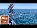 Wie Sprechen Die Wale Reportage Für Kinder Anna Und Die Wilden Tiere