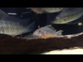Corydoras(ln8sc3) pantanalensis Corydoras(ln8sc3) pantanalensis