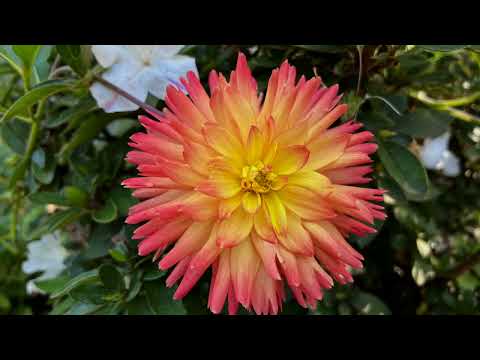 , title : 'Digging up Dahlias in late fall'