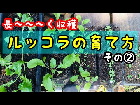 園芸 一年草ルッコラの育て方と使い方は?