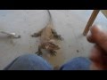 Lizard Leaps onto Lap, Like a Lap Dog