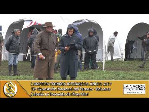 20-09-17 Campeonato Ternera Intermedia - La Nación Ganadera 2017 - Balcarce