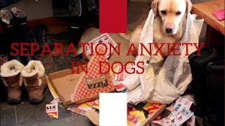 Separation Anxiety In Dogs