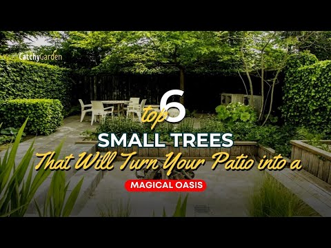 Top 6 Small Trees That Will Turn Your Patio into a Magical Oasis 🤩🏡