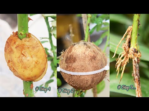 Amazing propagate roses with potatoes for fast rooting |  Growing roses in potatoes Brilliant idea