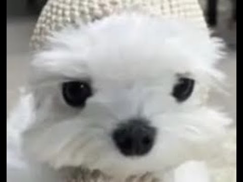 Electron Transport Chain Oversimplified and Definitely Wrong