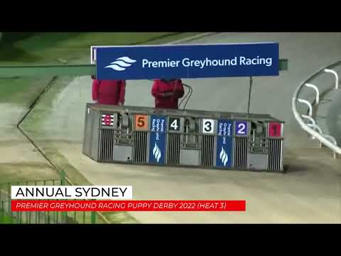 Annual Sydney - PREMIER GREYHOUND RACING PUPPY DERBY 2022 HEAT 3