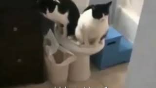 Download lagu BARUAK TAMVAN - KOMPILASI DUBBING #36 mp3 Download lagu BARUAK TAMVAN - KOMPILASI DUBBING #36 mp3