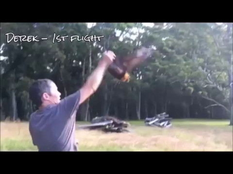 Derek the bat,  flight training
